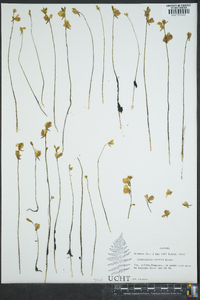 Utricularia cornuta image