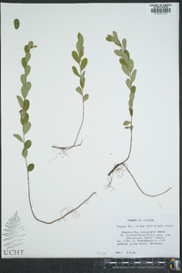 Phyllanthus platylepis image