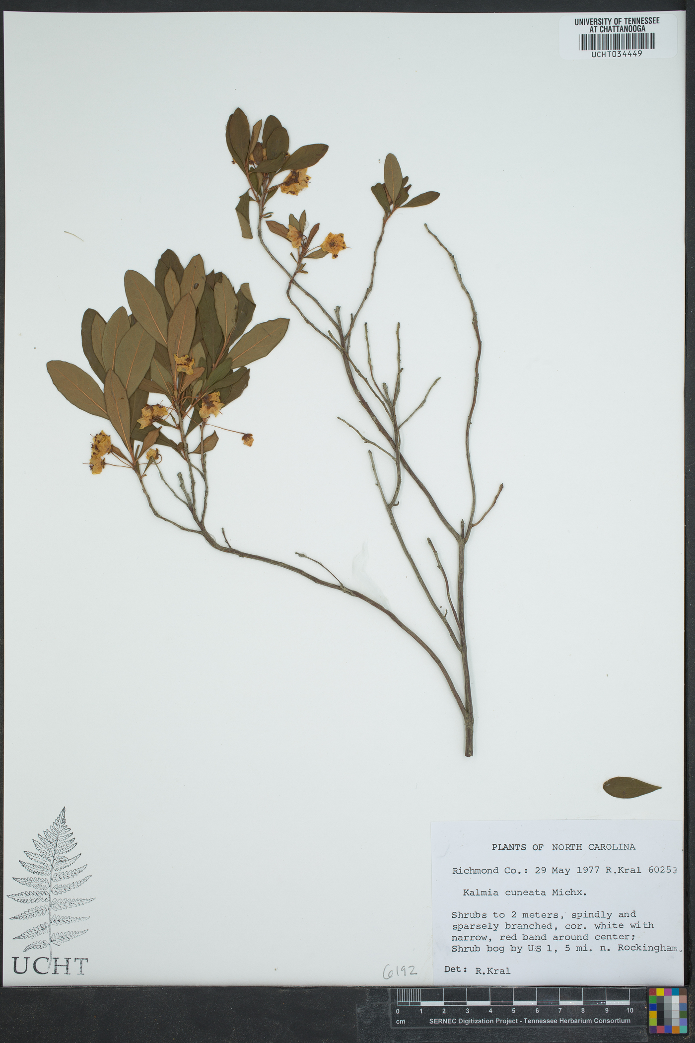 Kalmia cuneata image