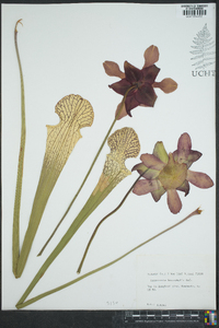 Sarracenia leucophylla image