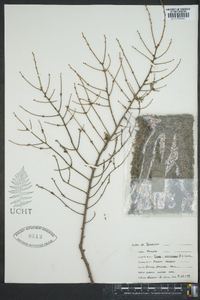 Tsuga canadensis image