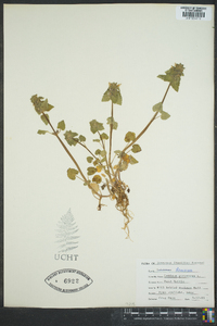 Lamium purpureum image