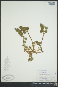 Lamium purpureum image