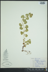 Glecoma hederacea image