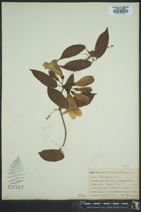 Bignonia capreolata image