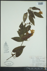 Bignonia capreolata image