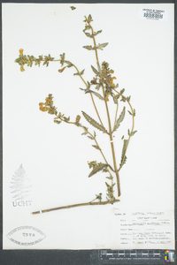 Pedicularis lanceolata image