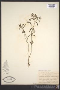 Houstonia purpurea image