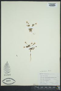 Houstonia pusilla image