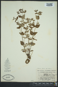 Stenaria nigricans image