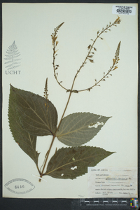 Collinsonia canadensis image