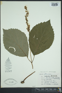 Collinsonia verticillata image