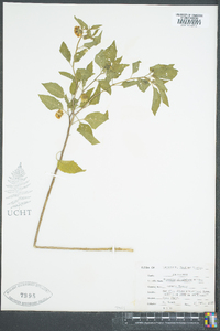 Physalis virginiana image