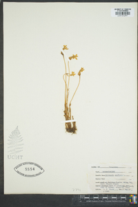 Orobanche uniflora image