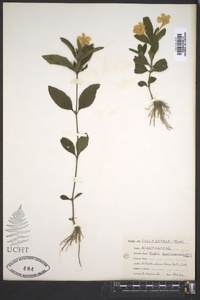 Ruellia caroliniensis image