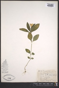 Ruellia caroliniensis image