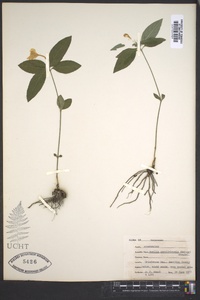 Ruellia caroliniensis image