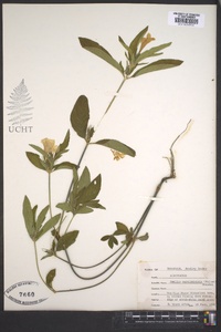 Ruellia strepens image