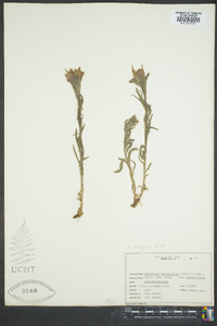 Castilleja hispida image