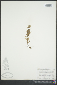 Castilleja cryptantha image