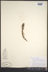 Castilleja cryptantha image