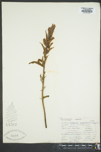 Castilleja hispida image