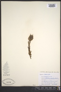 Castilleja parviflora image