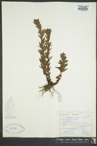 Castilleja parviflora image