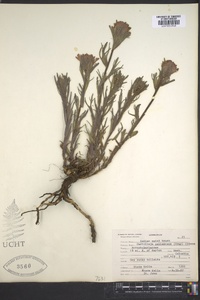 Castilleja pallescens image