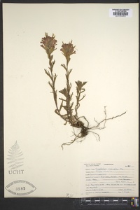 Castilleja rupicola image