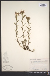 Castilleja rupicola image