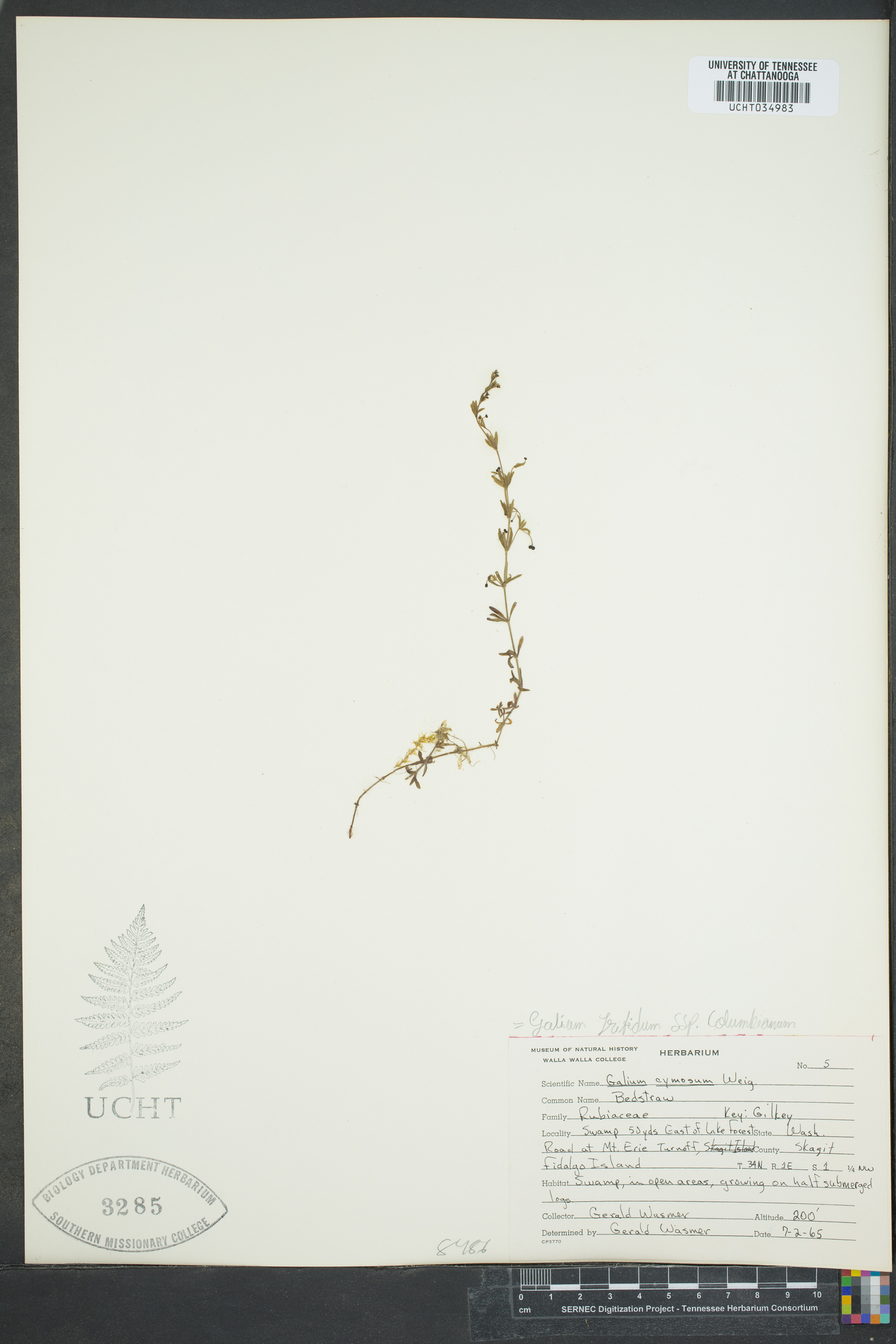 Galium cymosum image
