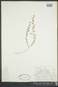 Galium cymosum image