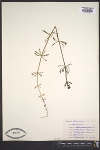 Galium parisiense image