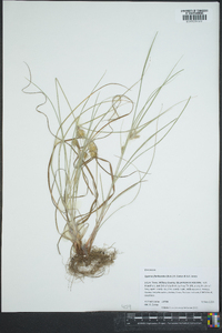 Cyperus floribundus image