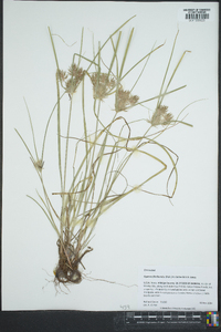 Cyperus floribundus image