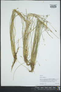 Eleocharis albida image