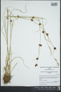 Rhynchospora glomerata image