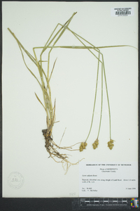 Carex adusta image