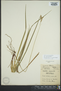 Carex arctata image