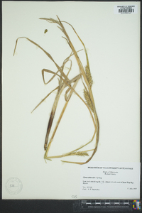 Carex atherodes image