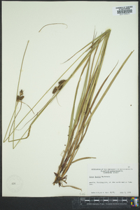 Carex bushii image