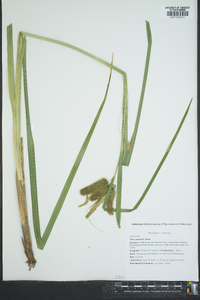 Carex comosa image