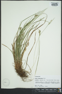 Carex dasycarpa image