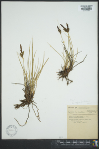 Carex goodenowii image