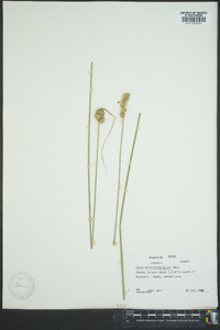 Carex merritt-fernaldii image