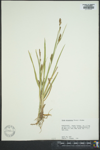 Carex microdonta image