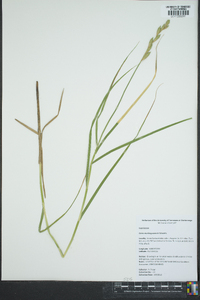 Carex muskingumensis image