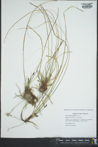 Carex nigromarginata image