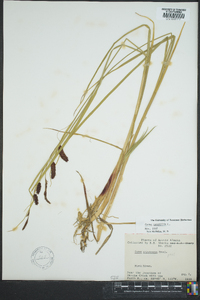 Carex saxatilis image